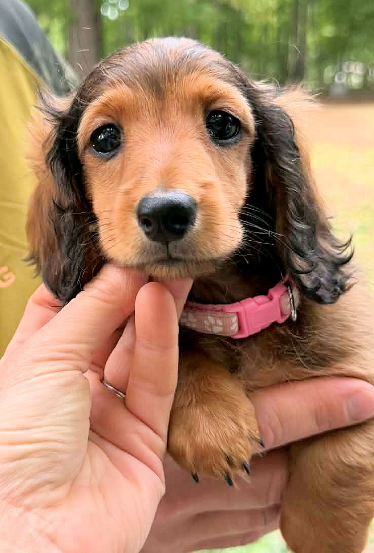 Brooklyn — Nitewind Dachshunds