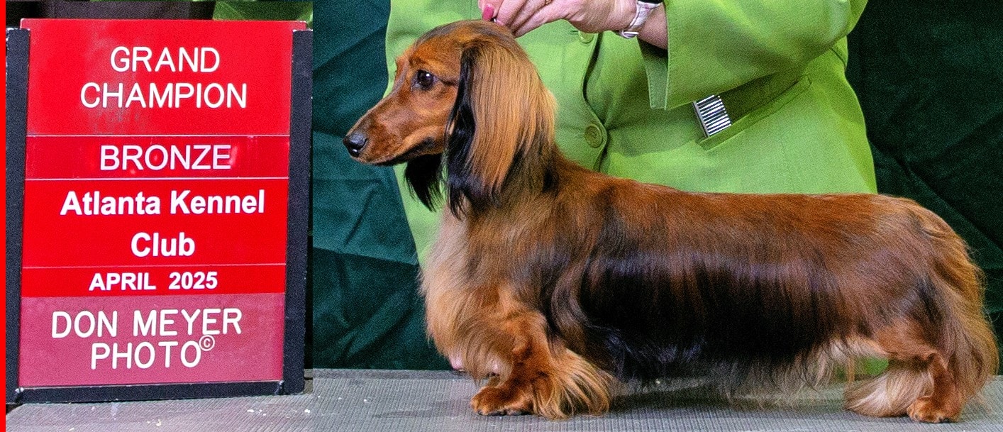 Sofie — Nitewind Dachshunds